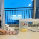 강아지 분양 프러포즈펫 | 미니 비숑 5개월 배넷미용 첫 애견미용 프러포즈펫 스포팅컷
