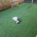 도그스테이블 석사점 이미지