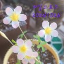 사랑초 Daum카페