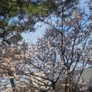 평안약국 | 재채기 20연타 비염 환자가 알레그라 지르텍 버리고 액티피드에 정착한 이유 (약국 비염약 비교)