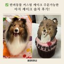 세븐일레븐 하남행복점 | 하남 미사 아지케이크! 강아지를 위한 커스텀 케이크 주문 내 돈 내산 후기