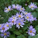 쑥부쟁이 이미지