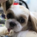 뽀독 애견 미용 이미지