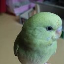 새아리농장 이미지