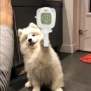 The 드림 | The dream show 3 encore : 드림쇼3 앙콘 중콘 후기