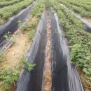 구여울농장 이미지