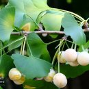 수은경로당 이미지