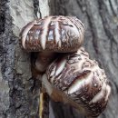 버섯사진1 이미지