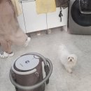 웰니스동물병원 | 웰니스 동물병원 대전 복합터미널, 11세 말티즈 빡빡이 미용 후기