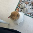 산본구제샵 | [군포역 아이돌속눈썹펌 맛집] 스튜디오 153 – 펌포인트로 완성한 화려함 속 우아함✨