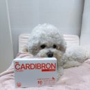 두리두 | 고양이 강아지 기관지 & 심장영양제 카디브론 영양제 후기!