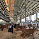 거창한우 이미지