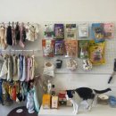 바비애견미용 이미지