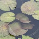 소소아지 이미지