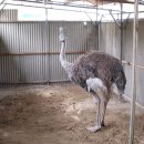 타조사육장 이미지