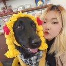 레오나르독 이미지