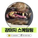 노블동물병원 | 화성 새솔동 강아지 스케일링 후기ㅣ치석 많을 때 생기는 변화와 관리법
