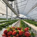 팔금농장 | [신안 체험농장] 목포 근교 신안 달성팜 딸기수확체험부터 딸기케이크 만들기까지! 추천 후기