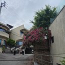띵크네일 | 연희동 사천교 연남동 장미 위치🥀 26.5.21 방문 후기