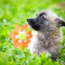 로얄도그 이미지