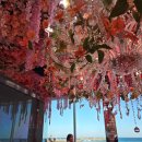 정원수퍼 | [제주신행1일차] 우진해장국 수퍼플라워 비자림 제주아쿠아플라넷 아누캄파 🐠🍊🚘