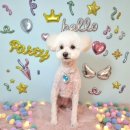 츄츄애견 이미지