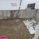 국화한신 이미지