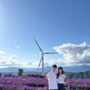 하늘바람별 | 거창축제, 국화축제 아스타국화가 만개한 거창 별바람언덕 후기