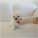 인천강아지분양 홍스퍼피 본점 이미지