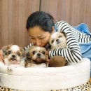 늙은 개 이미지