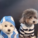 블루멍S 이미지