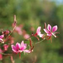 가우라(Gaura) 이미지