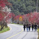 홍도야 우지마라 이미지