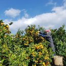 대광청과 | 제주 여행 중 우연히 들른 ‘귤세상’… 결국 택배 주문까지 해버린 제주감귤 맛집 후기