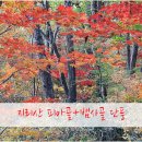 ◆10/31(화) 피아골-반야봉-뱀사골 산행안내 및 GPS트랙 (대화-백석-김포TG-송내 출발) 이미지