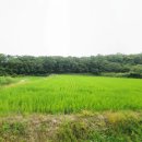 양사초교 이미지