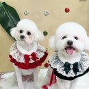 어안이 멍멍 | 어안이멍멍 애견미용후기[인천/만수동]