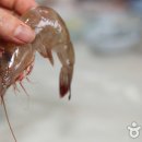 대하 이미지