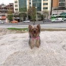 살곶이체육공원 이미지