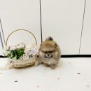 퍼피냥 이미지