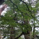 그루터기 이미지