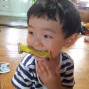 멍멍이냥 이미지