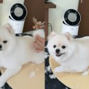 꼬망모르 이미지