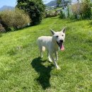 러브독 애견스쿨 이미지