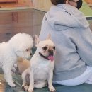 이츠펫(청당점) 이미지