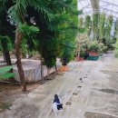 꼴통왓도그 이미지