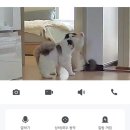 태일동물치과병원 | 고양이치과전문병원 태일후기