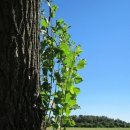 오늘의탄생화-(1월28일) 🌸 검은 포플라(Black Poplar) 이미지