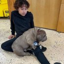 아메리칸 불리 하우스 이미지