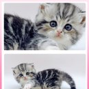 고양이 분양 제나캣 울산점 이미지